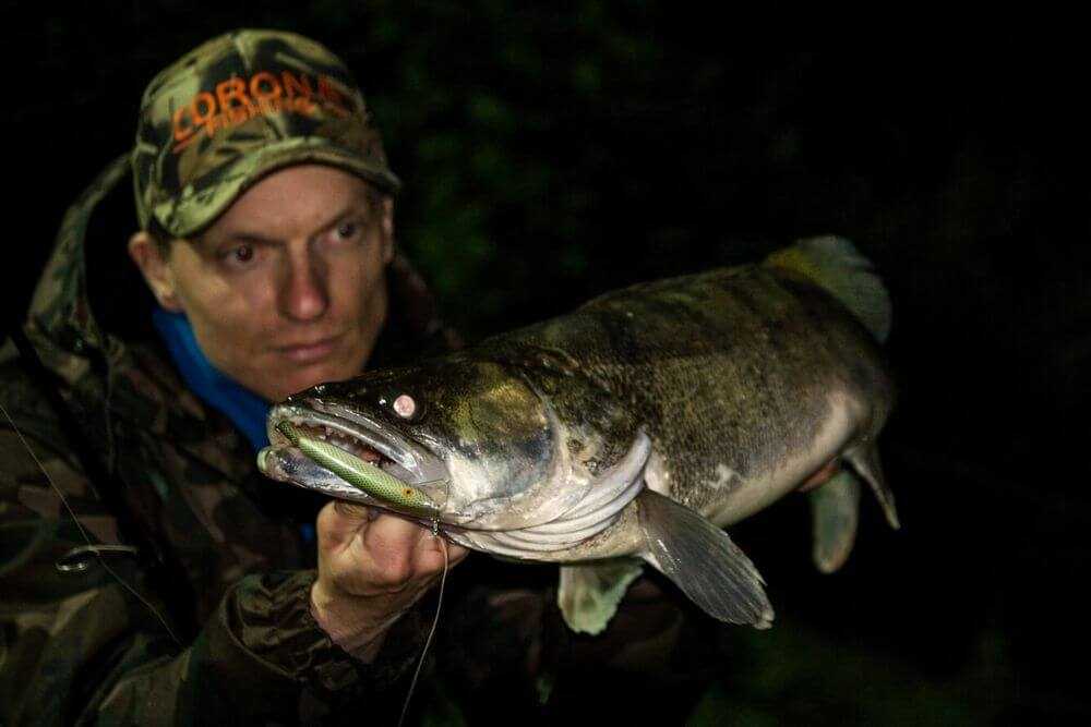 woblery na nocne sandacze